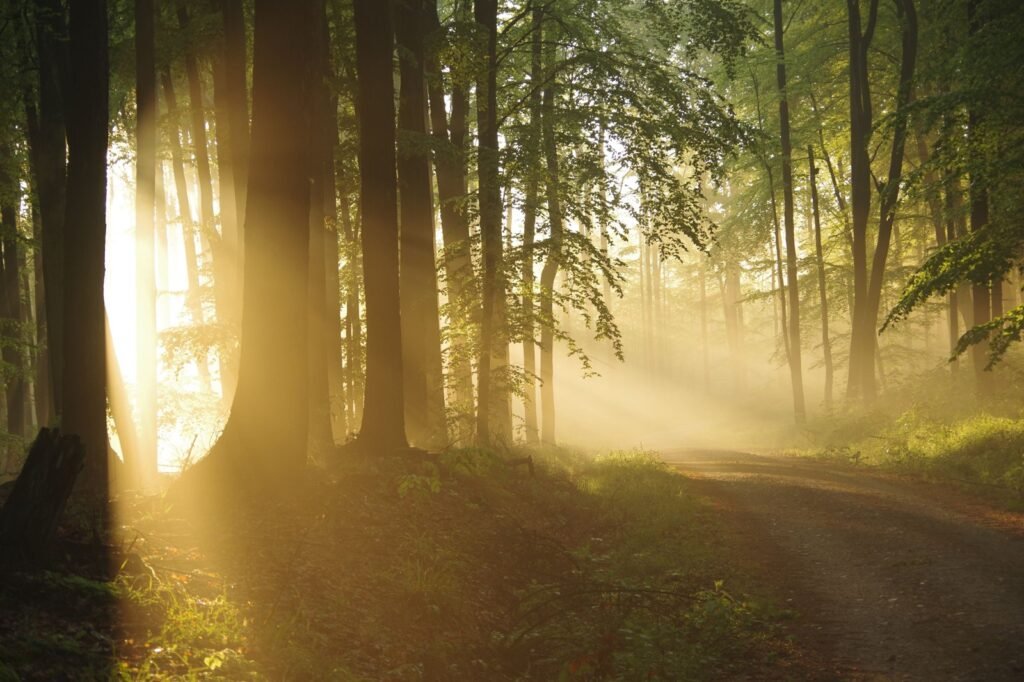 Sunlight streaming through a forest onto a path in the early morning