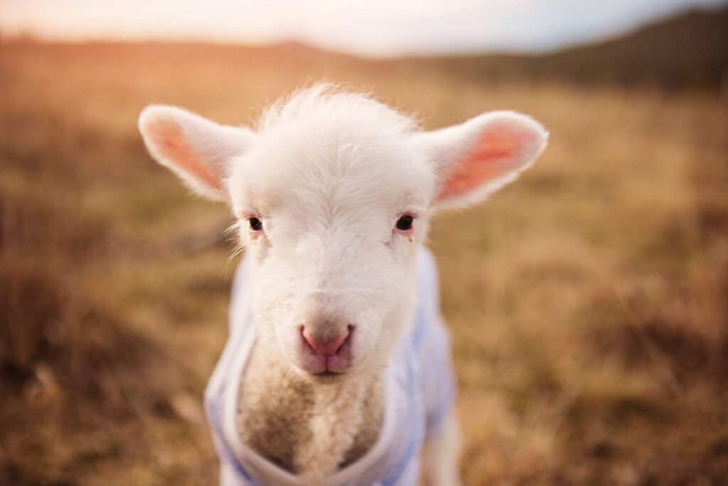 A white lamb in warm golden light
